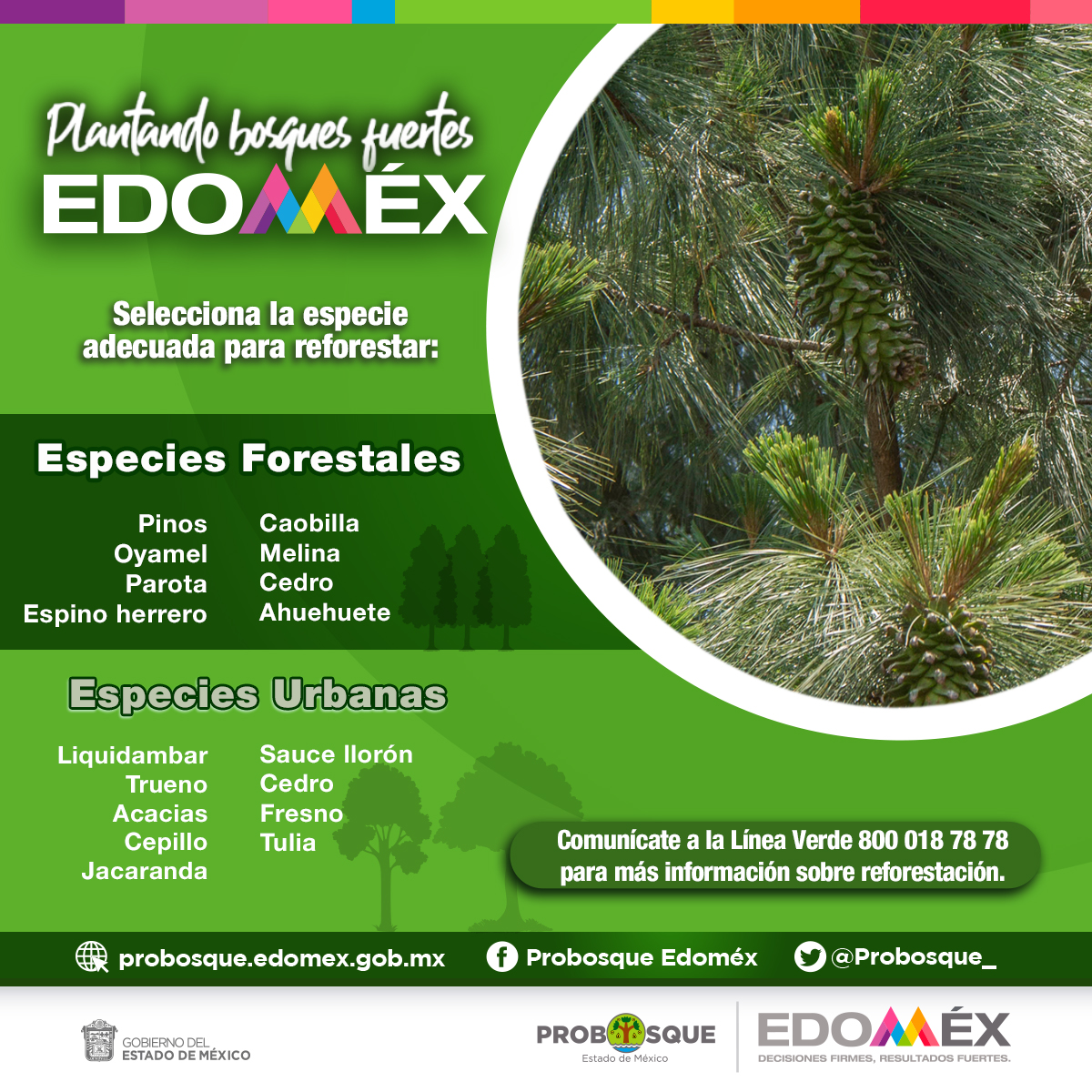 Campaña Estatal de Reforestación | Probosque